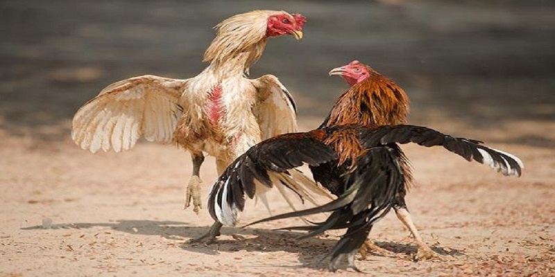 đá gà thomo được yêu thích vì những trận đấu kịch tính, hồi hộp
