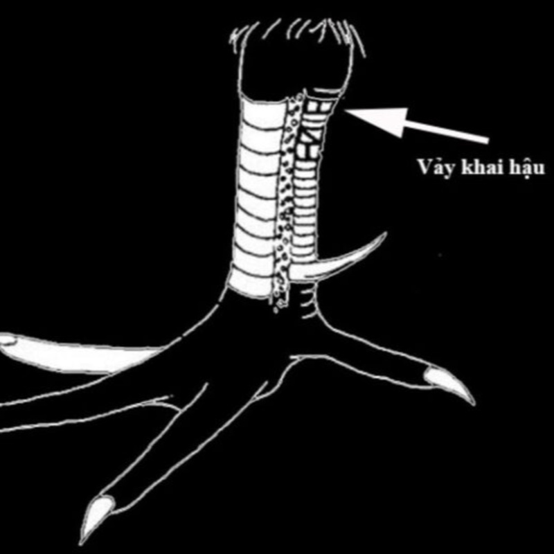 Ảnh 2: Nếu chú ý đánh giá, bạn có cơ hội tìm được những con gà chọi tốt để nuôi từ khi còn nhỏ - một sự đầu tư tốt