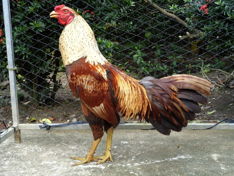 Vệ sinh chuồng trại sạch sẽ