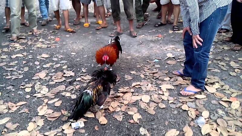Ảnh 4: Hy vọng bạn sẽ có những trận đá gà tuyệt vời nhất với các mẹo nhỏ từ chúng tôi