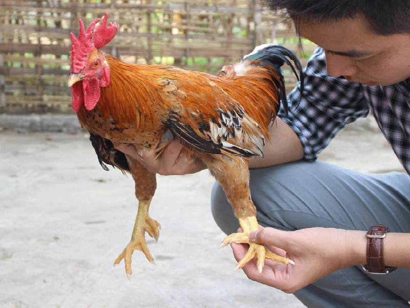 Gà 9 cựa là giống gà quý hiếm