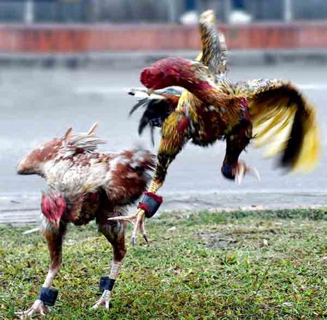 Cho gà chọi chiến đấu